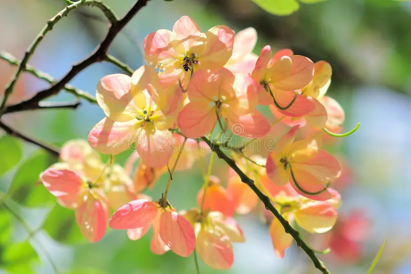 Cassia rose